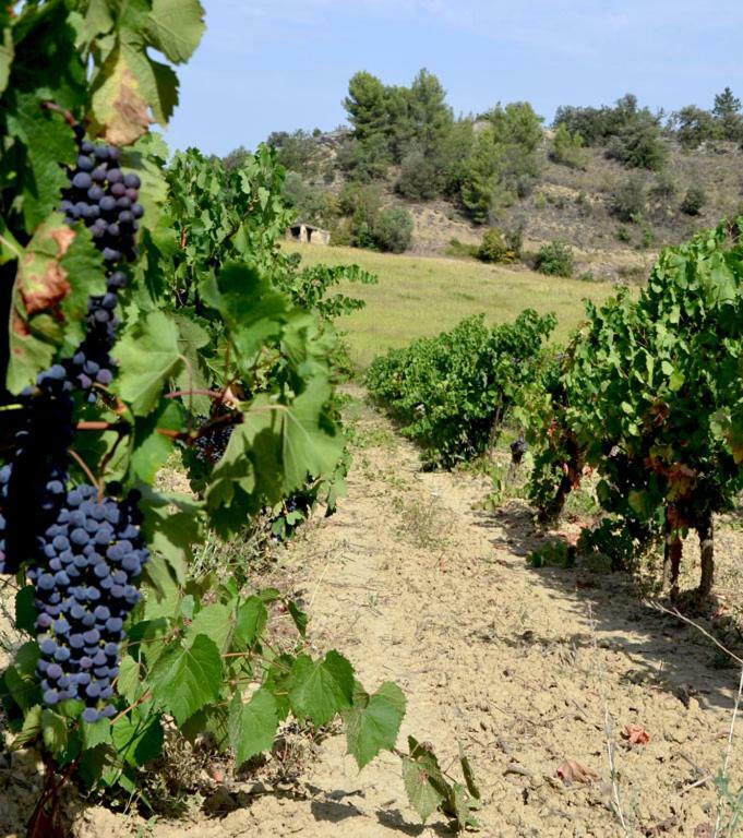 Gite Vigneron Du Domaine D'Alon Magrie Exterior photo