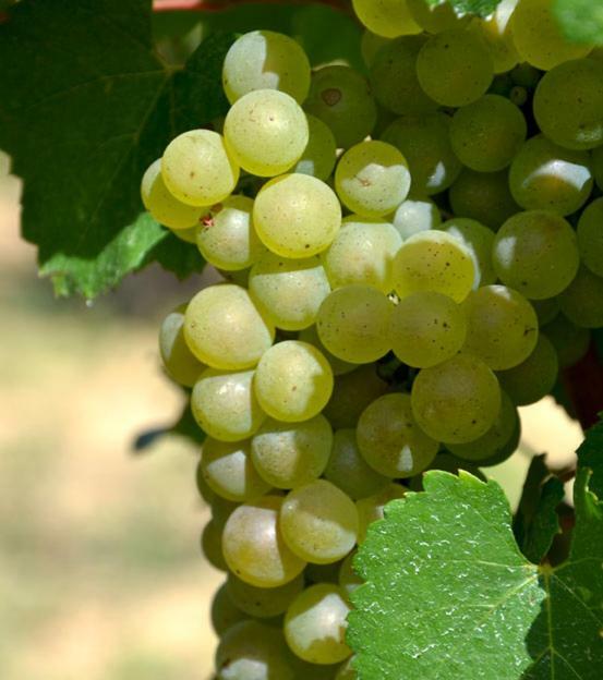 Gite Vigneron Du Domaine D'Alon Magrie Exterior photo