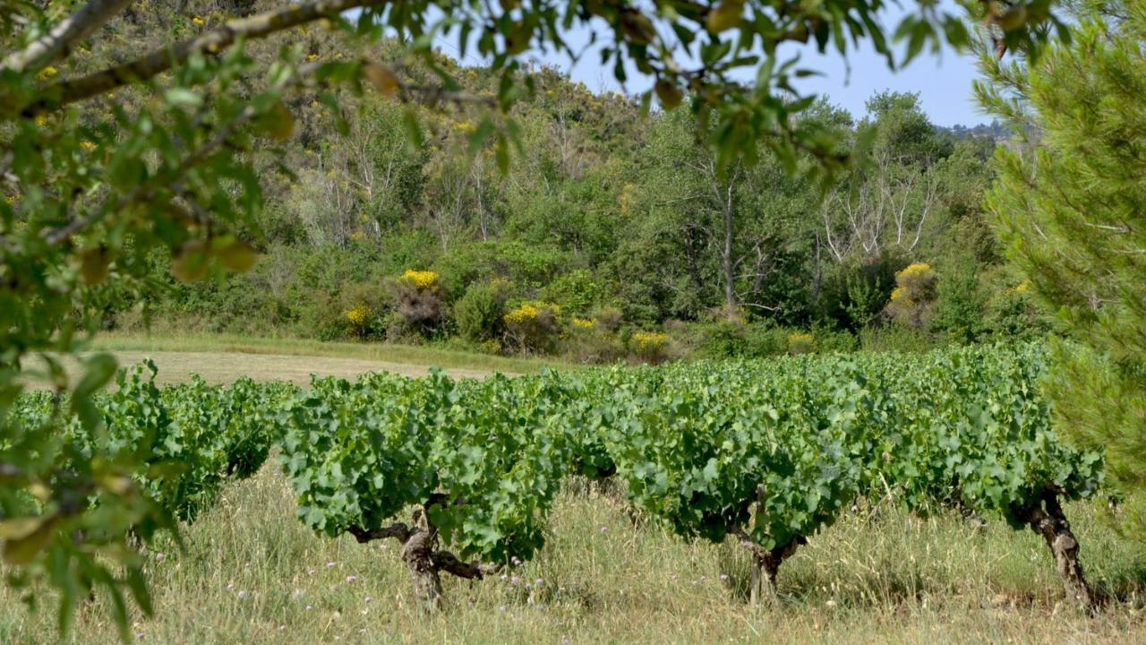 Gite Vigneron Du Domaine D'Alon Magrie Exterior photo